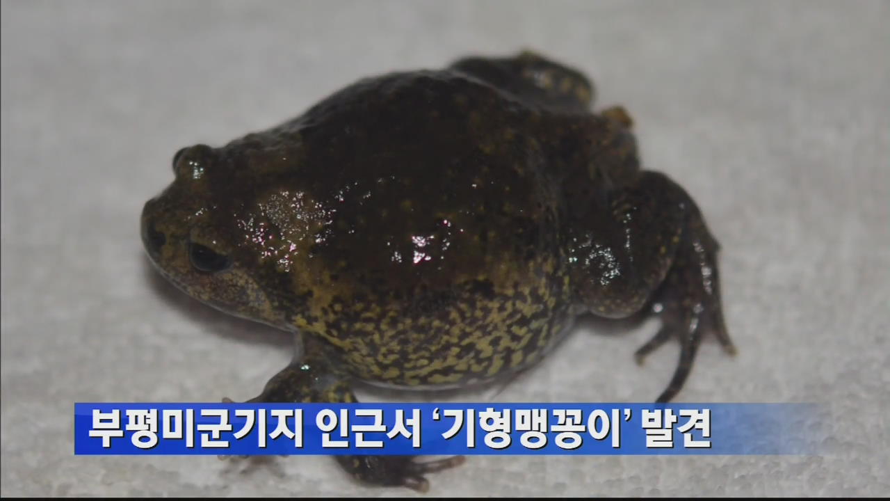 부평미군기지 인근서 ‘기형맹꽁이’ 발견
