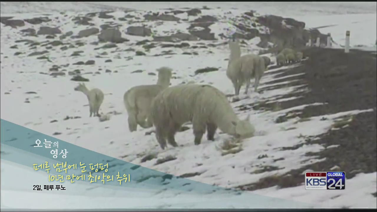 [오늘의 영상] 페루 남부에 눈 ‘펑펑’…10년 만에 최악의 추위