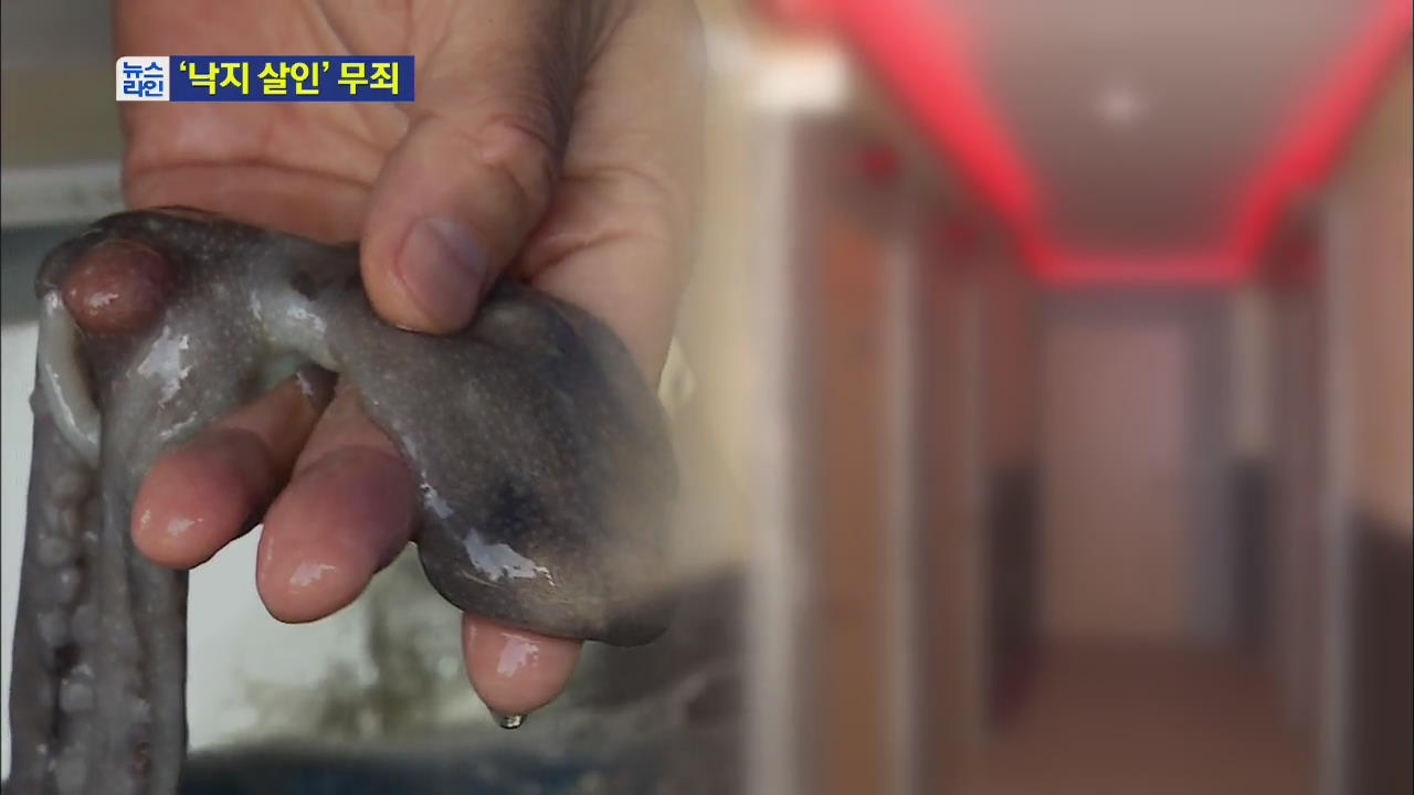 '낙지 살인사건’ 피고인 살인 혐의 무죄 확정