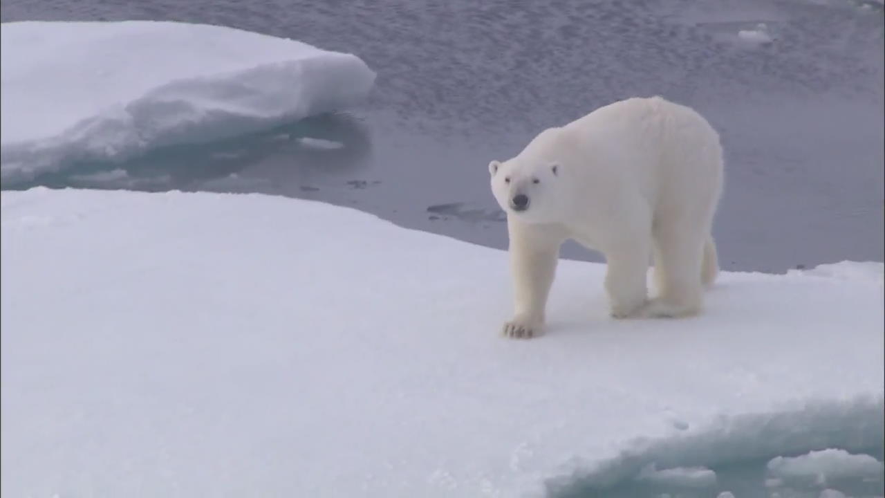 북극곰 점점 줄어…북극 생태계를 지켜라!