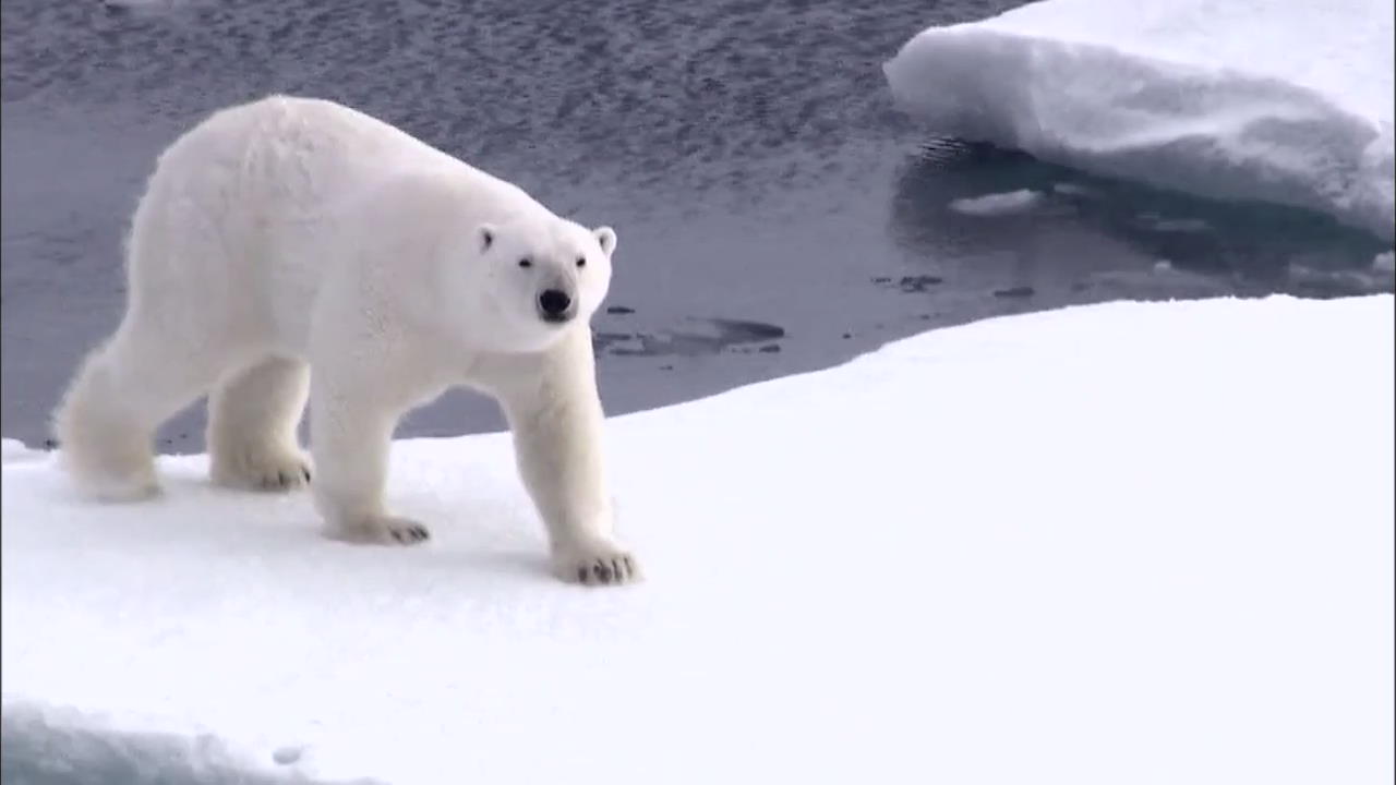 북극 생태계를 지켜라…‘북극곰’ 포착