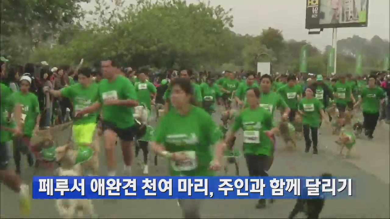 페루서 애완견 천여 마리, 주인과 함께 달리기