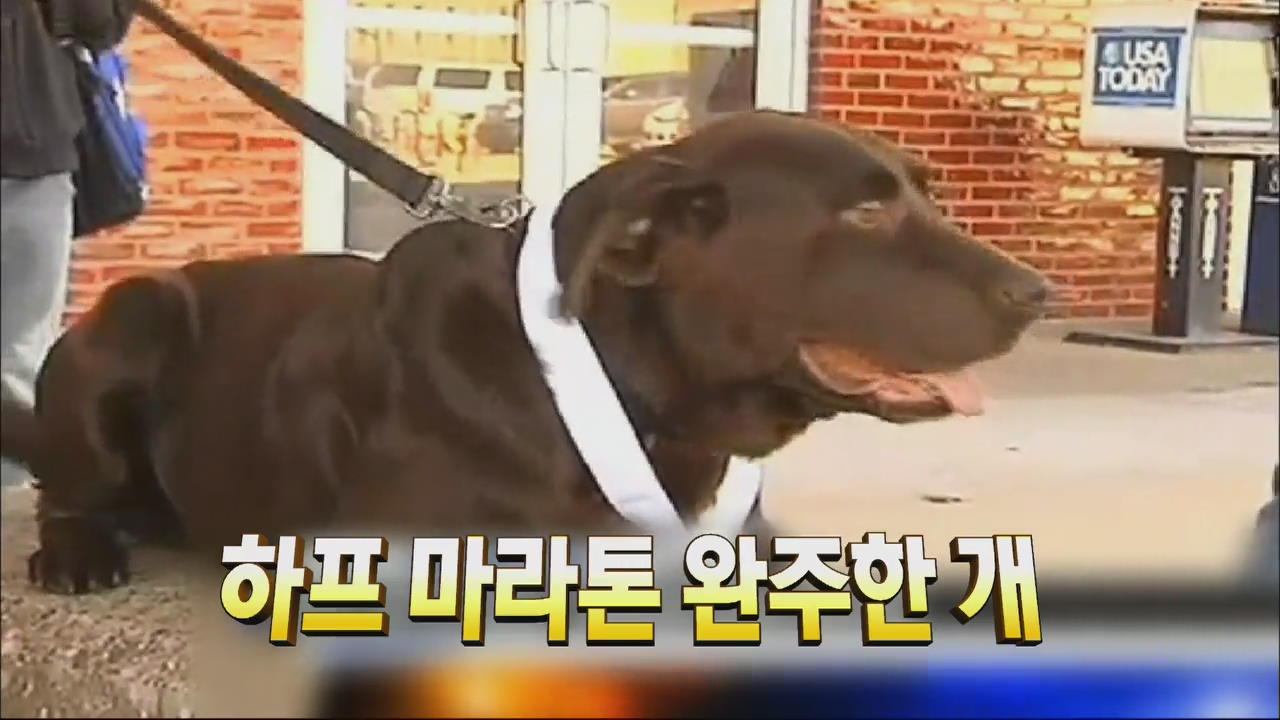 [톡톡! 매거진] 마라톤 하프코스 완주한 개 ‘화제’ 外