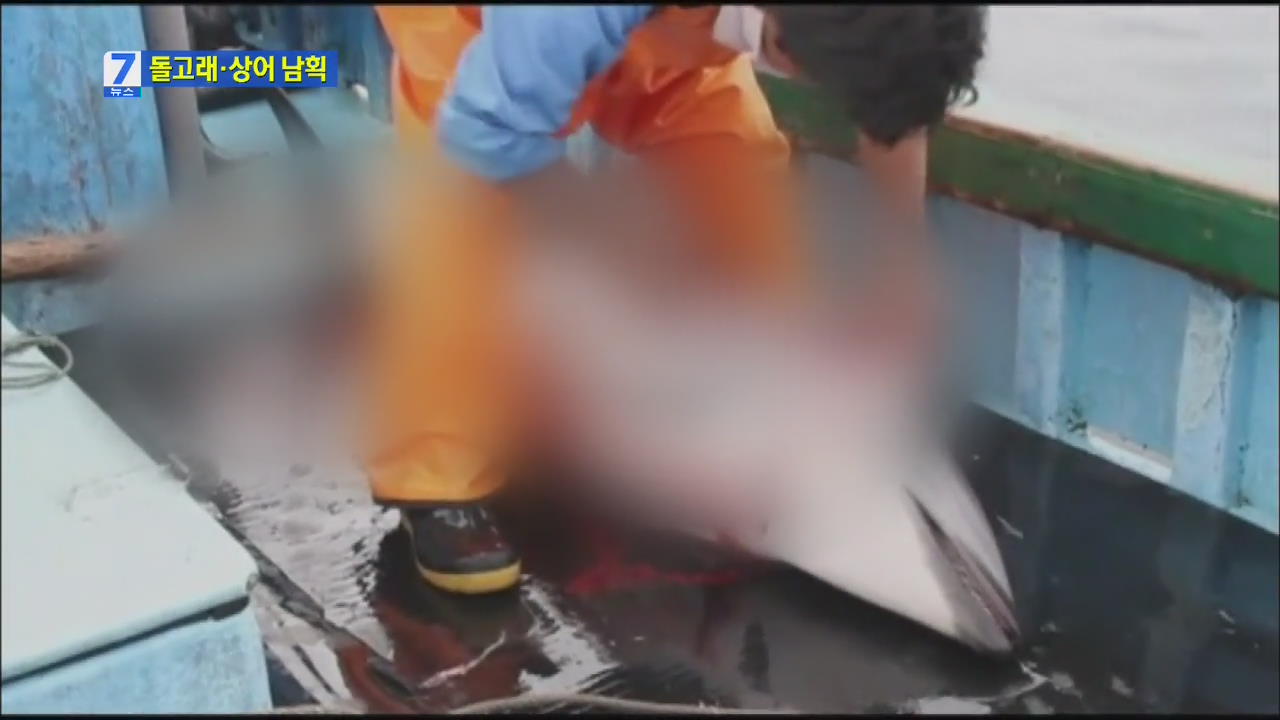 페루, 돌고래·상어 불법포획 극성…환경단체 고발