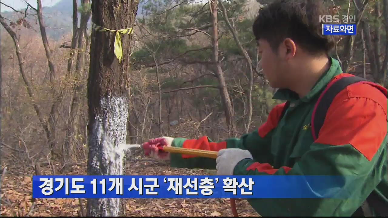 경기도 11개 시군 ‘재선충’ 확산
