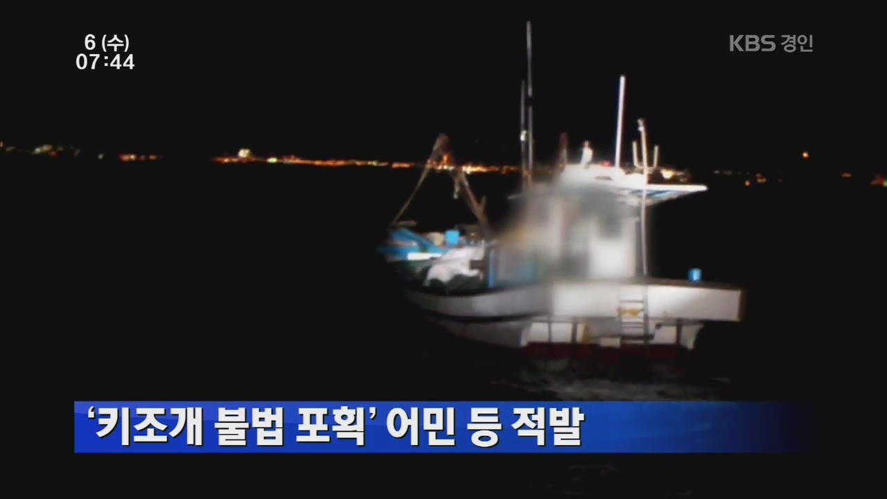 ‘키조개 불법 포획’ 어민 등 적발
