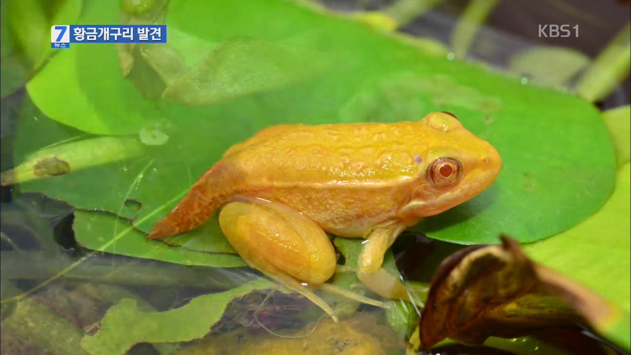 3만 분의1 확률…희귀 ‘황금 개구리’ 발견