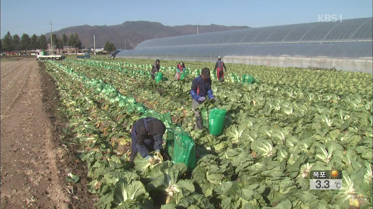 배추 풍작으로 가격 하락…김장 비용도 저렴