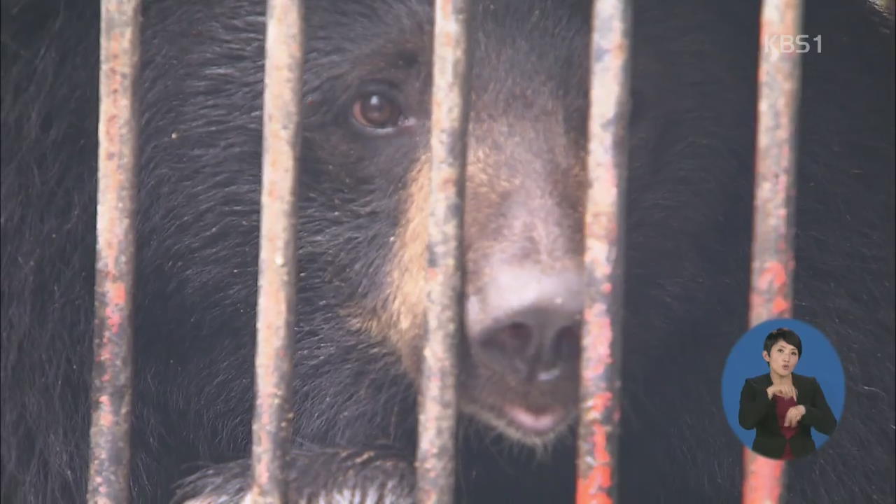 ‘사육곰 도축’ 반발…곰 동원 도심 시위