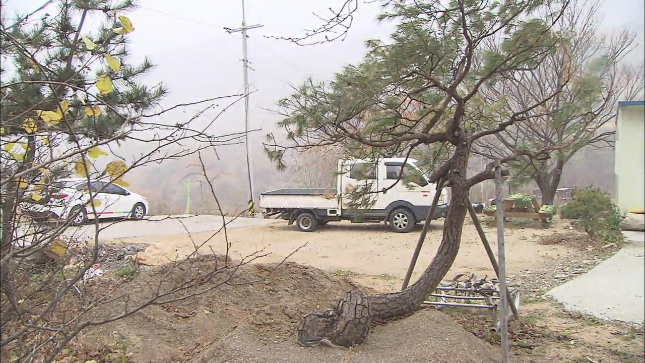 손자 수술비 마련 위해 가족이 ‘소나무 절도’