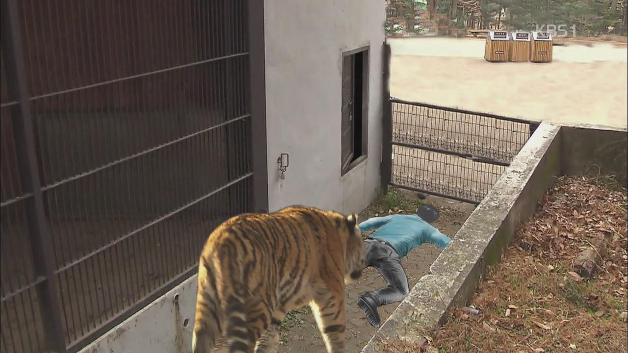 동물원 우리에 있던 호랑이에 물린 사육사 중태
