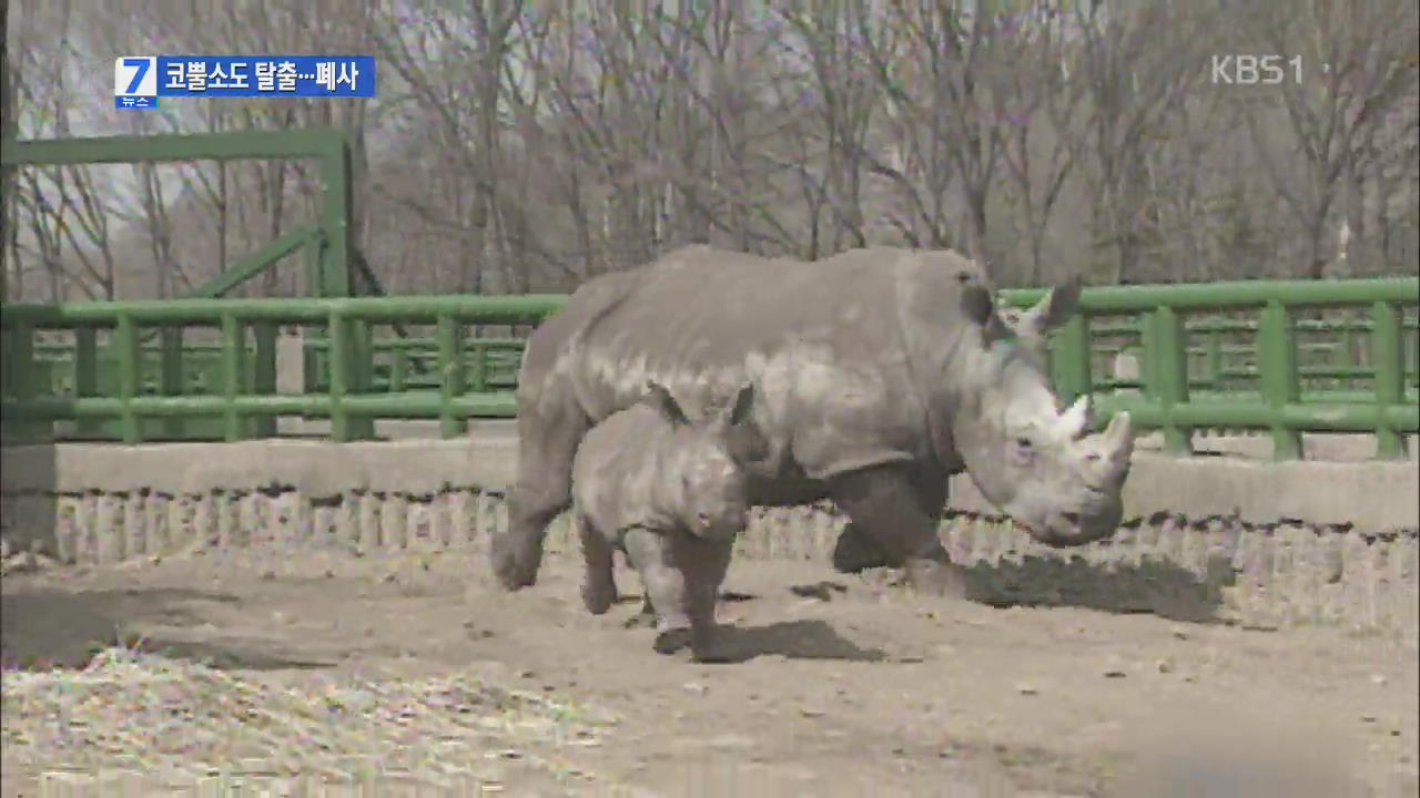 서울대공원 작년엔 코뿔소 탈출 폐사…‘쉬쉬’