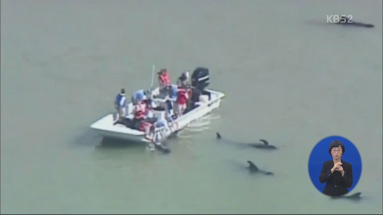 미국, 플로리다 해안 ‘고래 구출 작전’