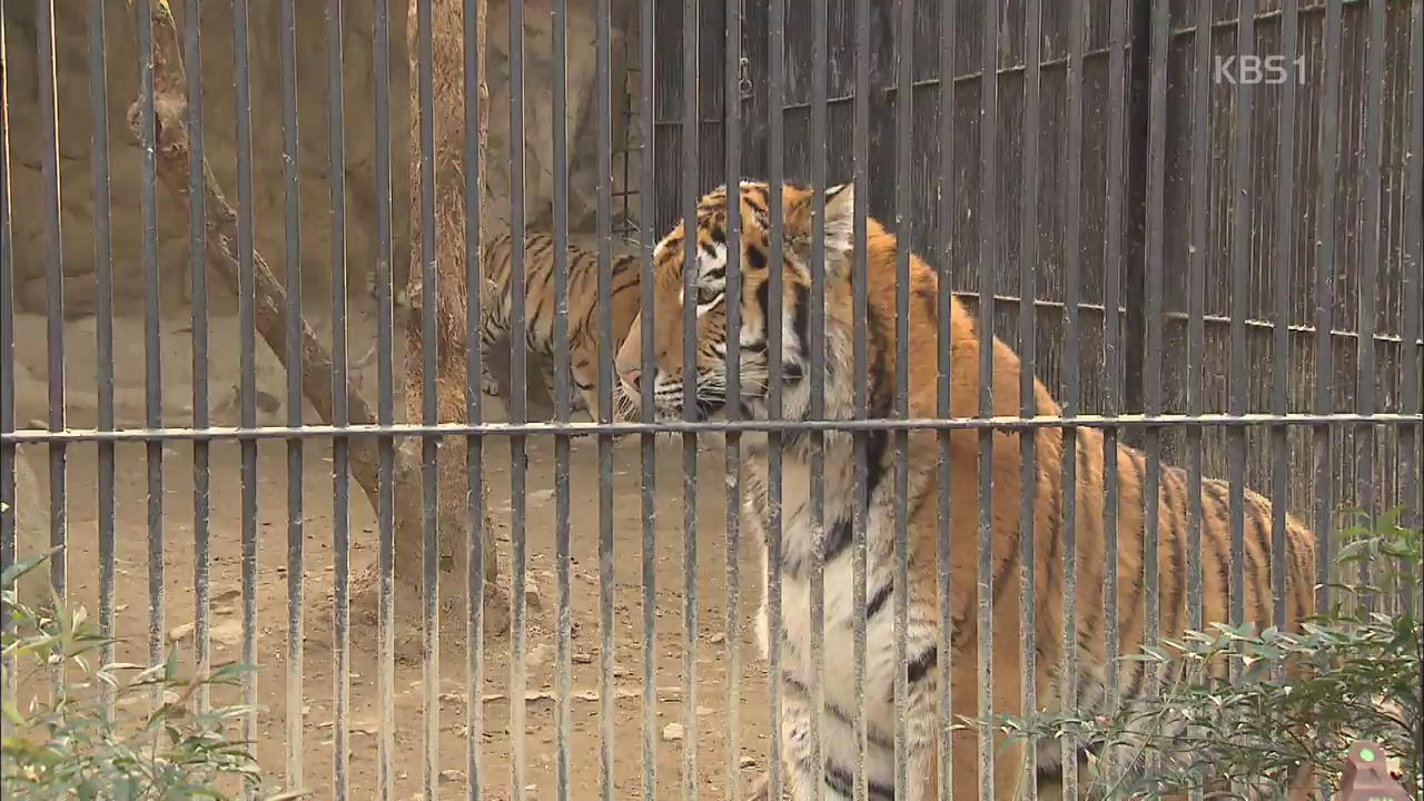 고릴라에 멸종희귀종까지 탈출 빈발…대책엔 뒷짐