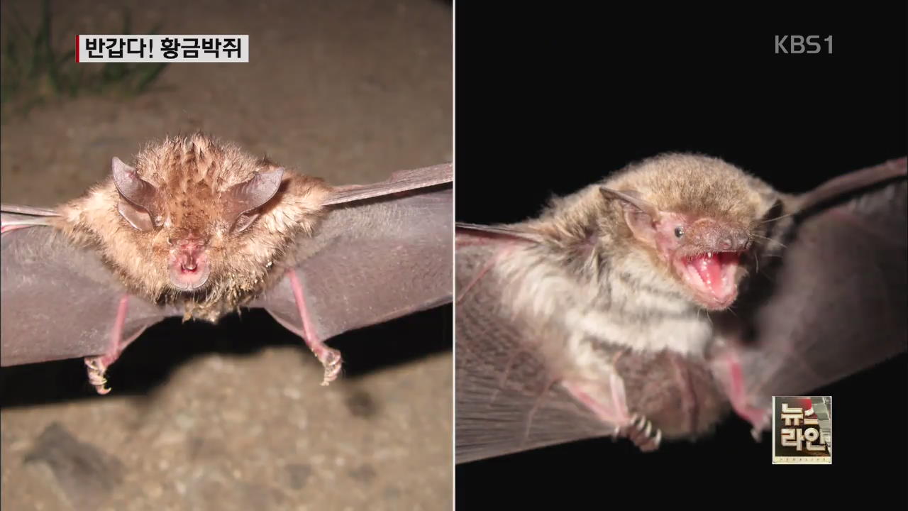 내장산·오대산서 ‘황금박쥐’ 서식 포착
