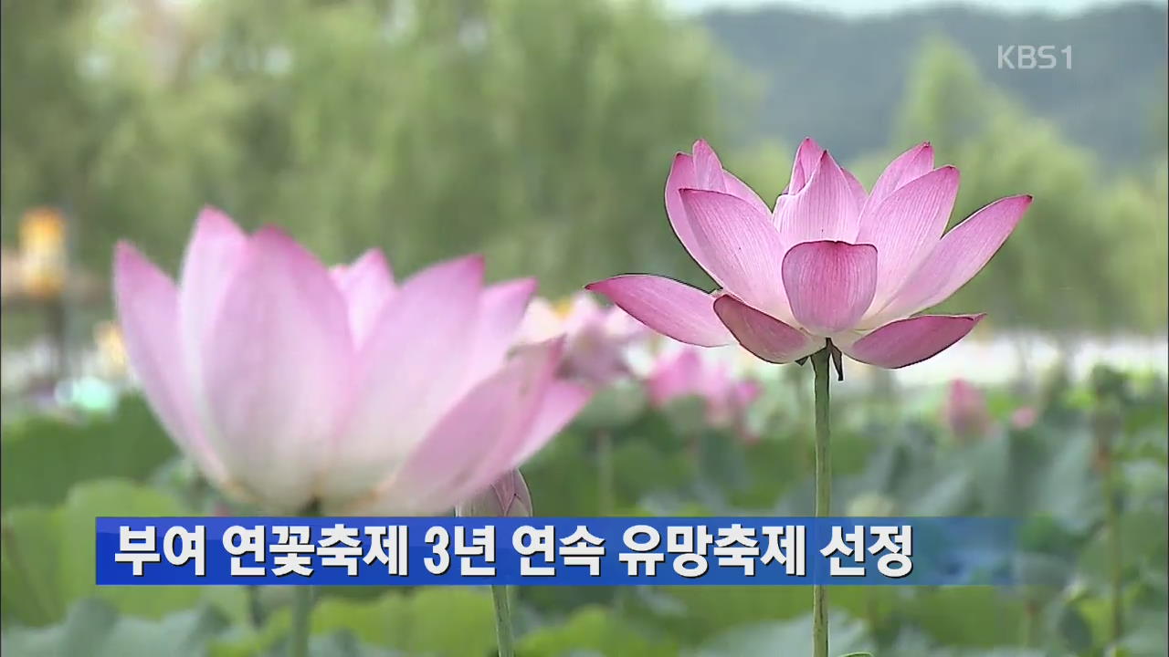 부여 연꽃축제 3년 연속 유망축제 선정