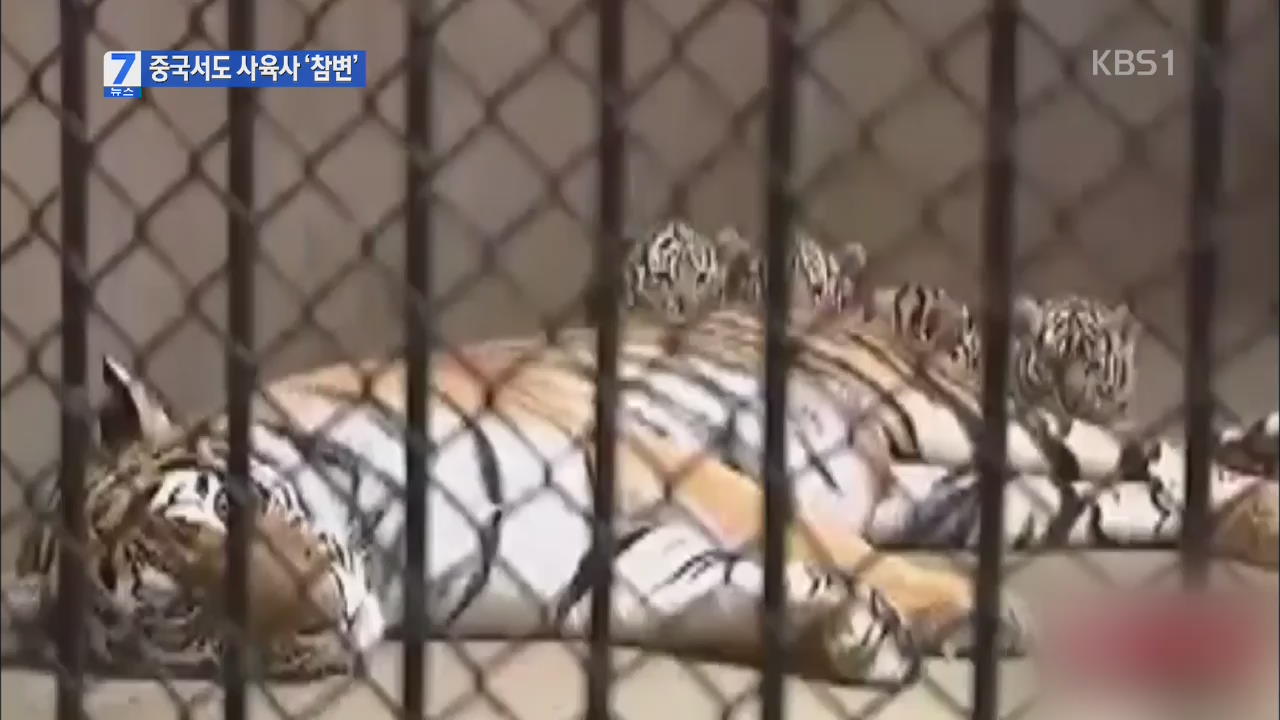 중국에서도 호랑이에 물려 사육사 사망