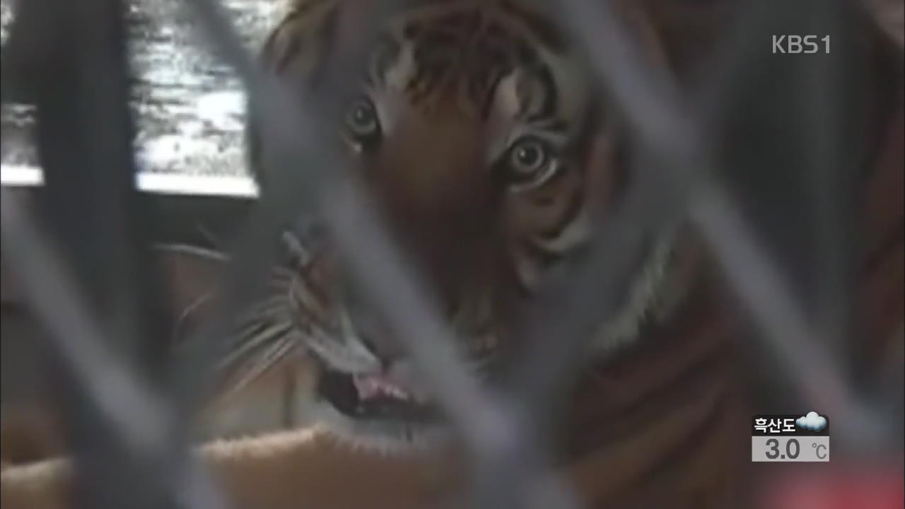 중국 대공원서 사육사 호랑이에 물려 사망