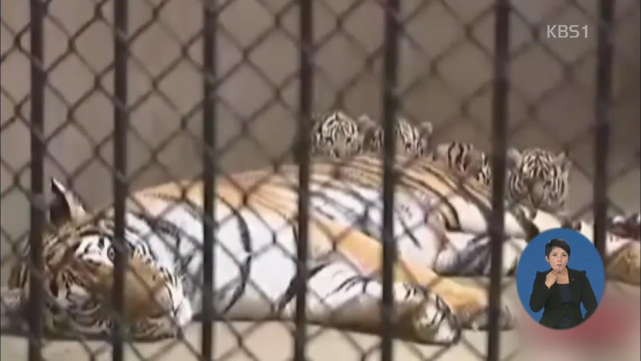 중국 대공원서 사육사 호랑이에 물려 사망