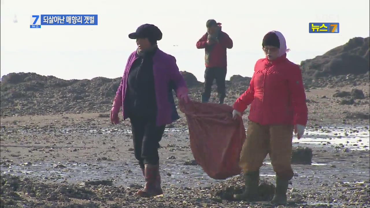 매향리 사격장 갯벌, 60년 만에 주민 품으로