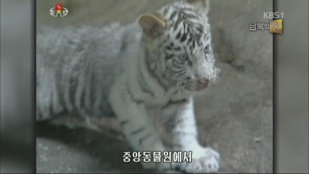 [요즘 북한은] 백호 네 마리 탄생, 평양의 중앙동물원 외