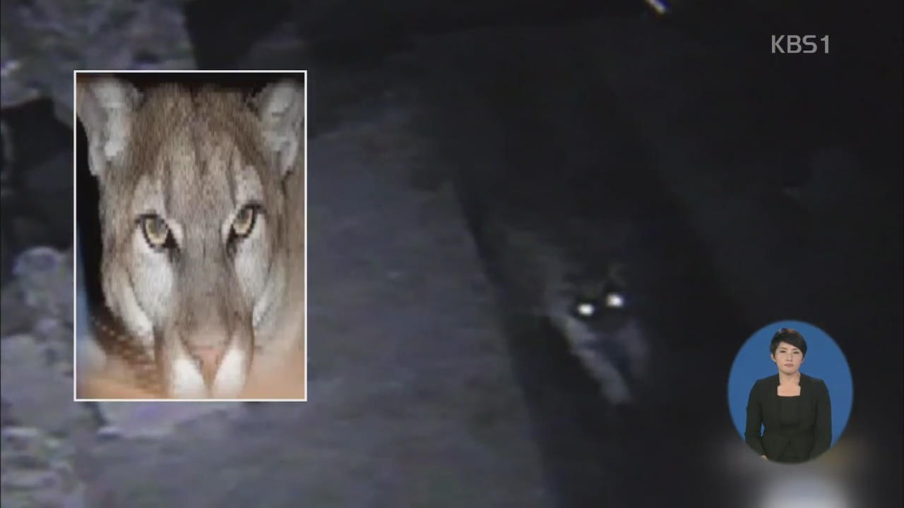 LA 인근 주택가에 야생 사자 출몰 비상