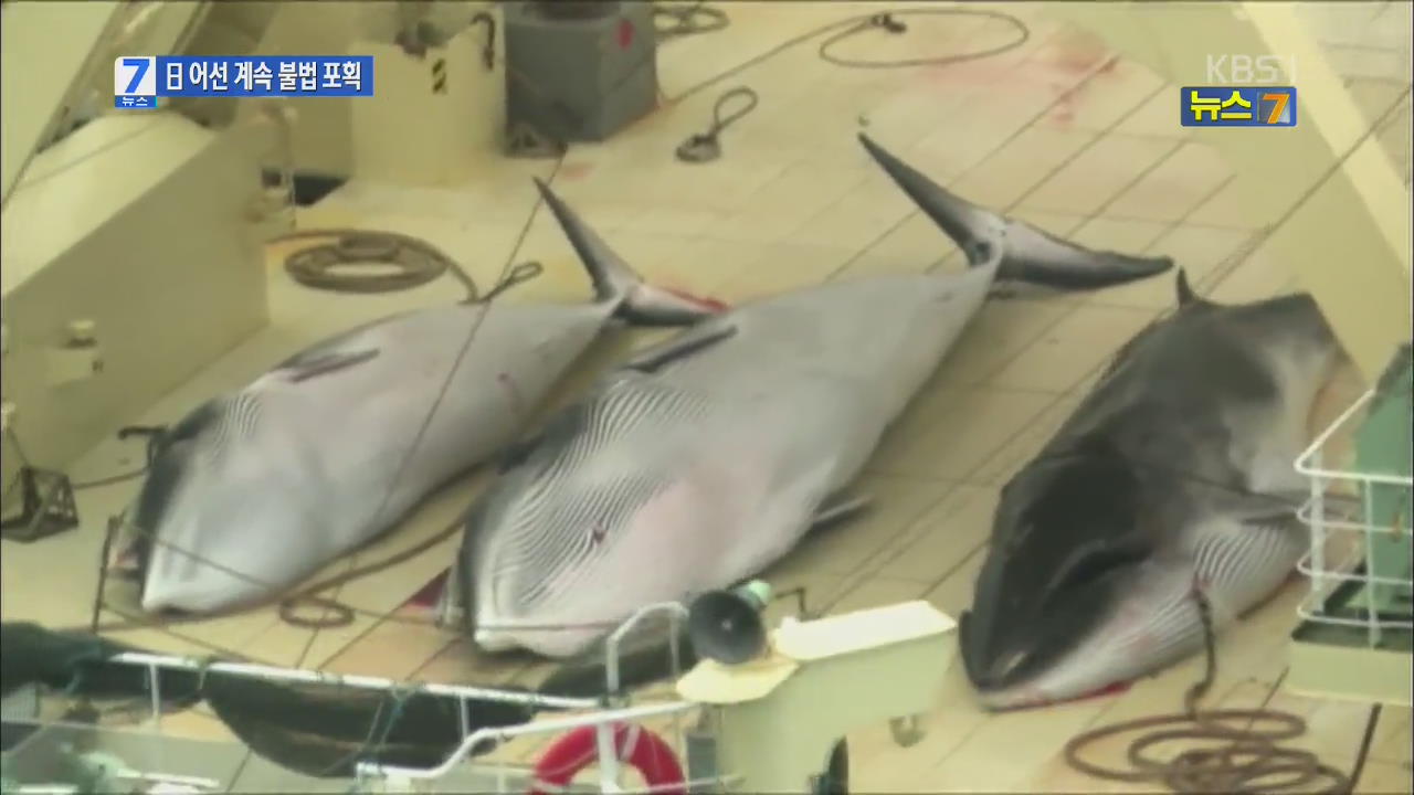 일본 어선, 연구 가장해 밍크고래 불법 포획