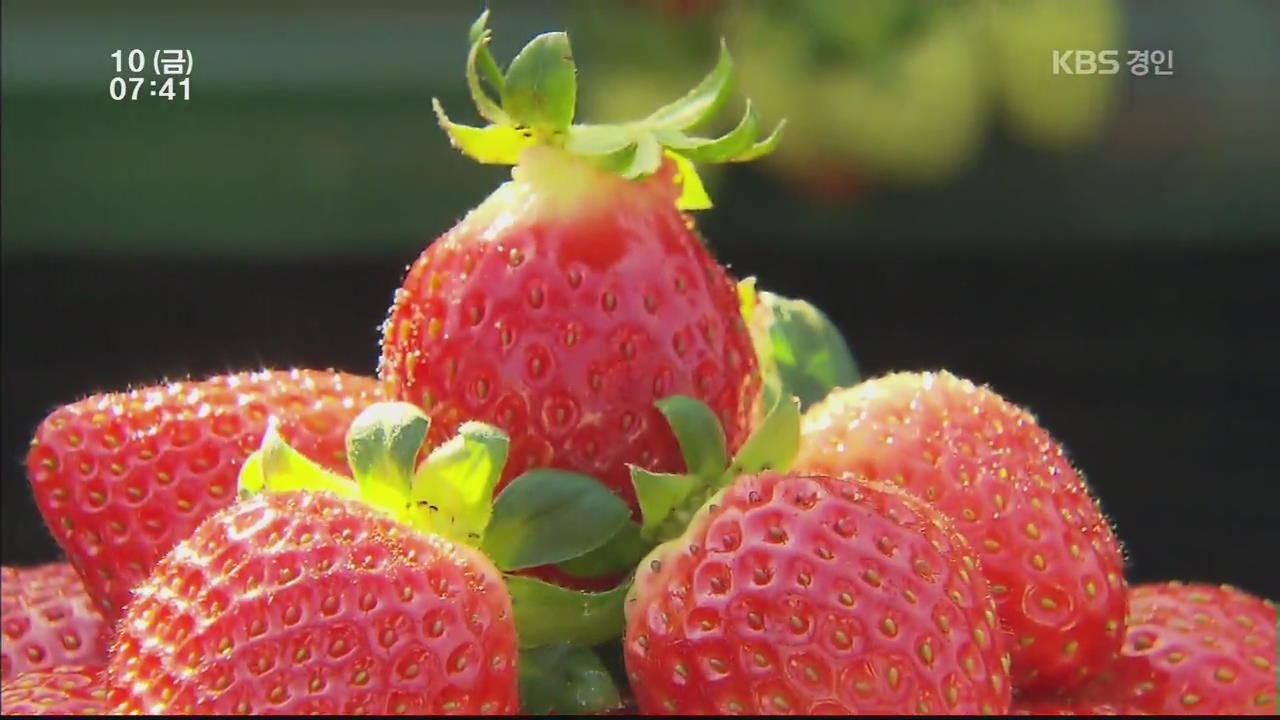 딸기, 국산화 80% …겨울이 제철