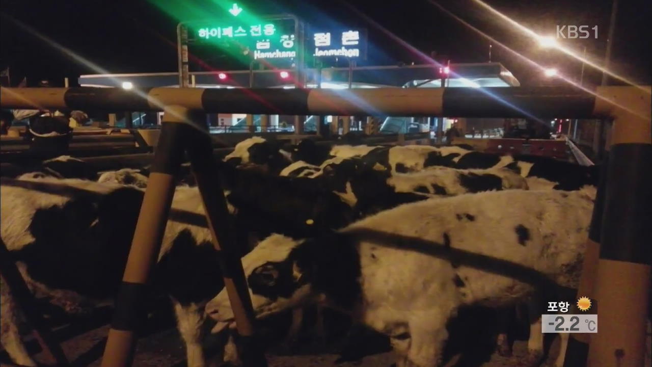 풀려나온 젖소 도로 점거…시장 상가 불