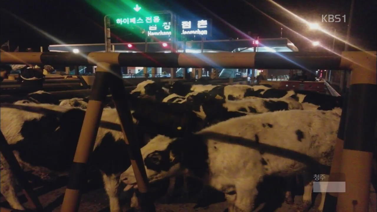 풀려나온 젖소 도로 점거…시장 상가 불