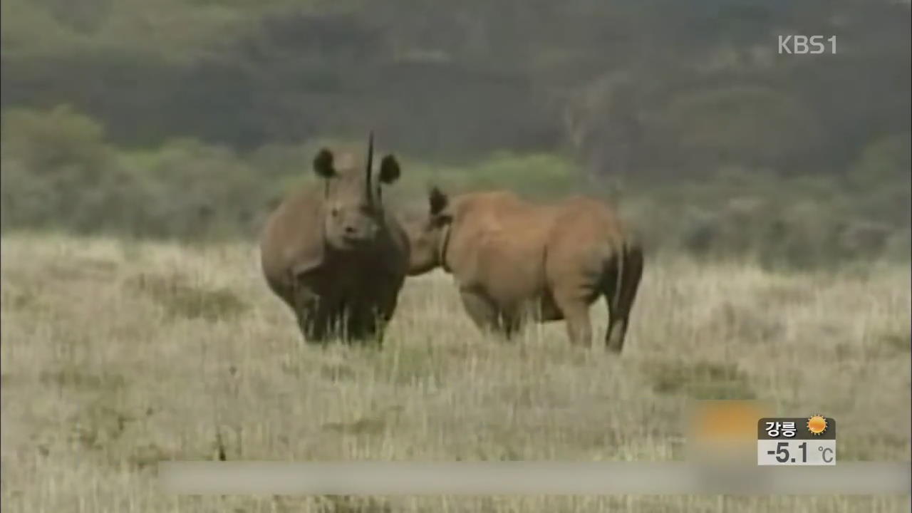 미국서 멸종 위기 코뿔소 사냥권 경매