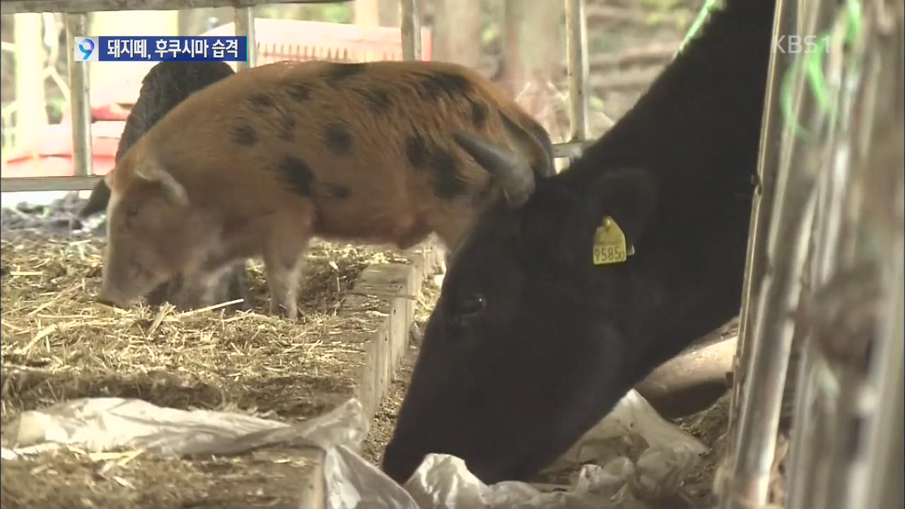 후쿠시마 주변 ‘잡종 돼지’ 이상 번식 피해 확산