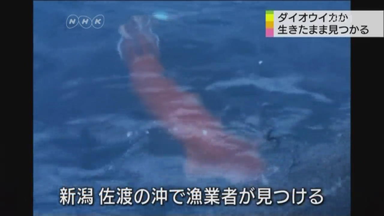 대왕오징어로 보이는 거대 오징어 발견