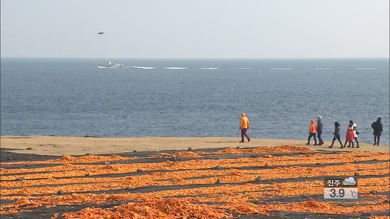 제주 바닷가서 ‘감귤 껍질 말리기’ 장관 연출