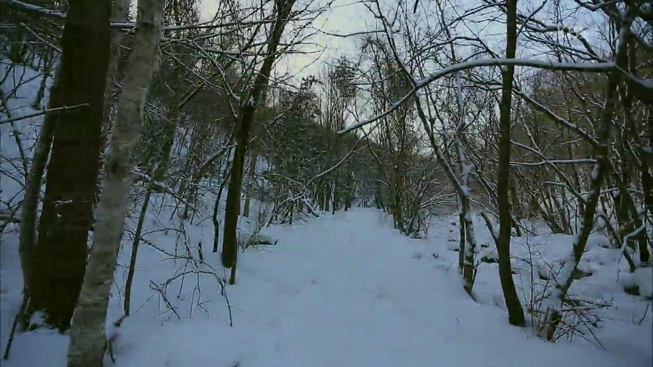 [뉴스광장 영상] 겨울숲의 사색