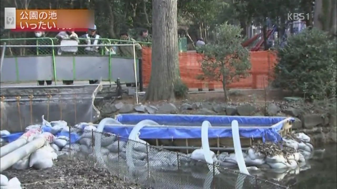 도쿄 이노카시라 공원 연못 물빼기 작업
