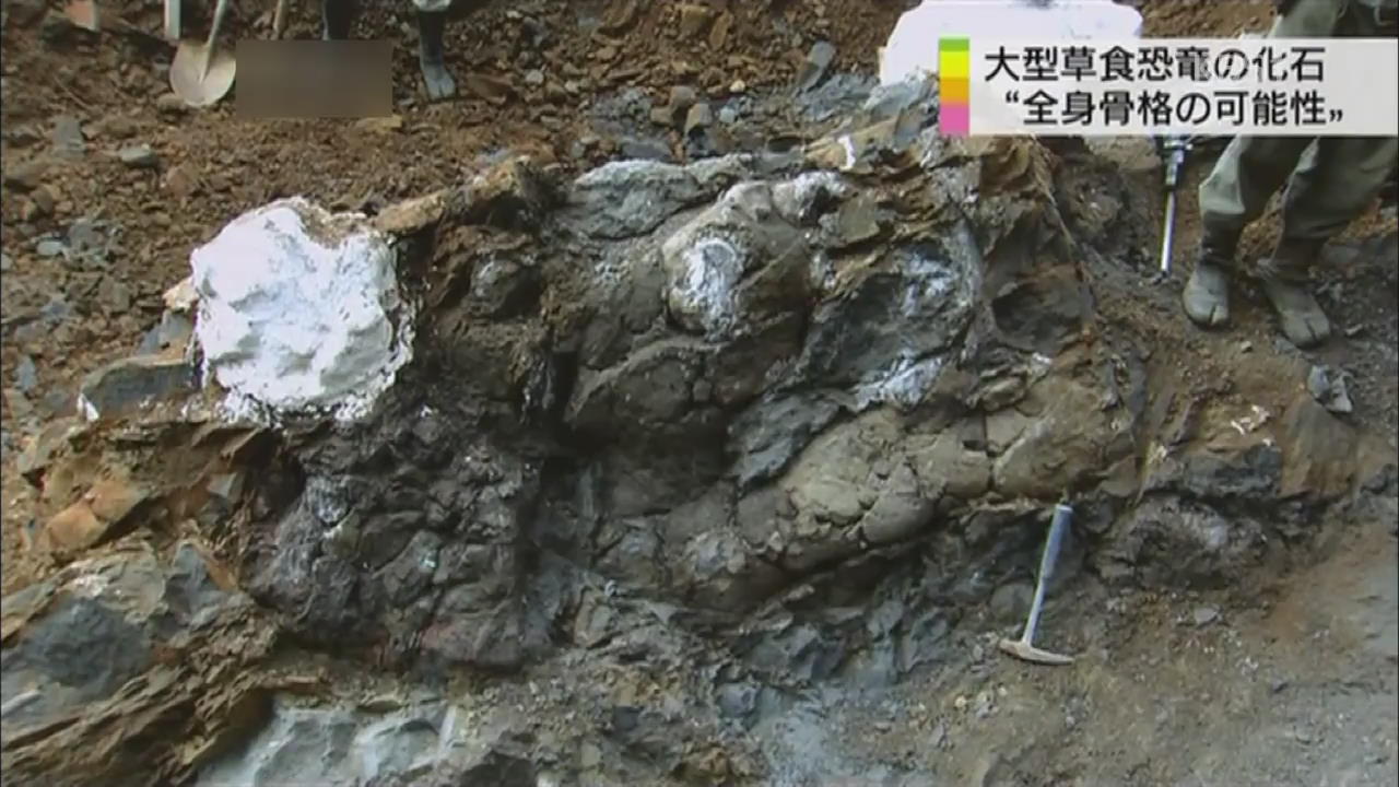 대형 초식 공룡 화석 발견, 전신 골격 가능성 높아