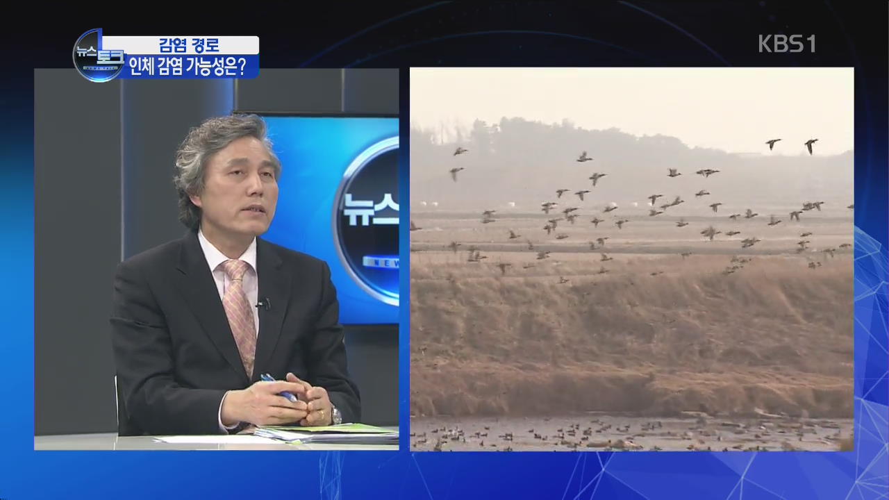 [오늘의 이슈] AI 감염 경로…인체감염 가능성은?