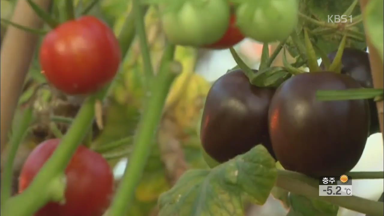 ‘보라색 토마토’ 시판…유전자 조작 안전 논란