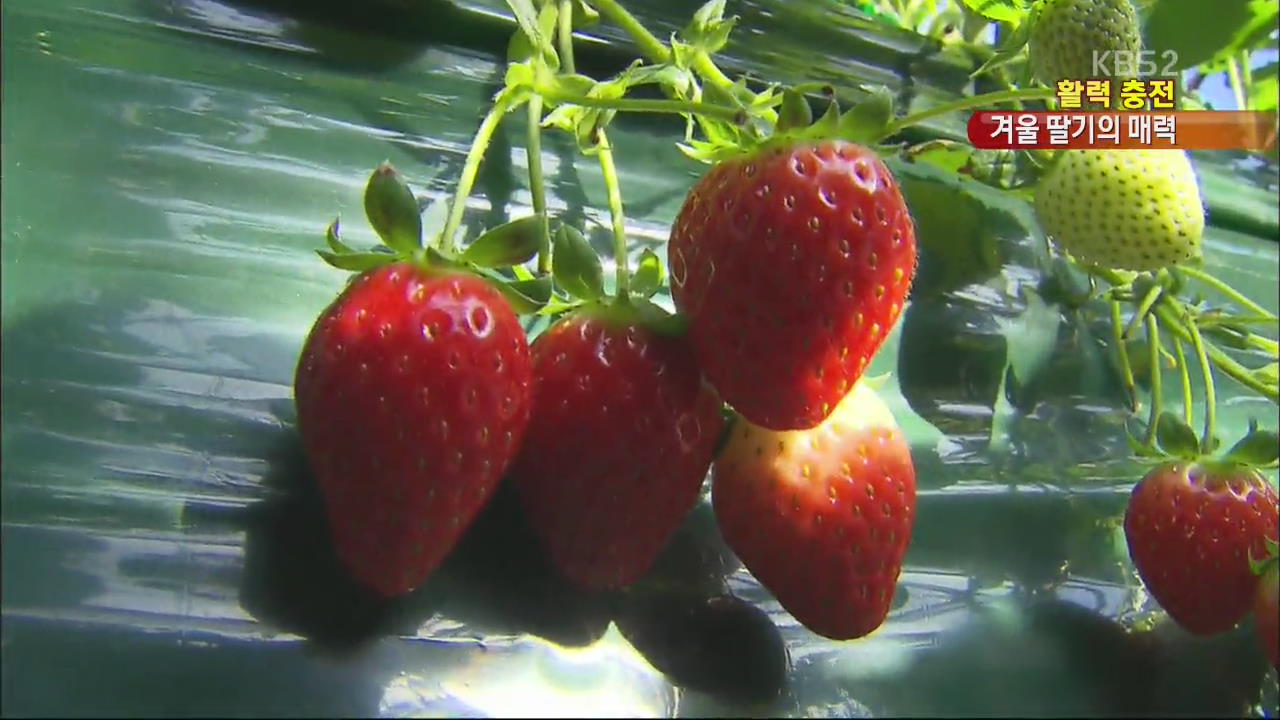 [활력충전] 겨울 딸기의 매력…맛도 영양도 만점