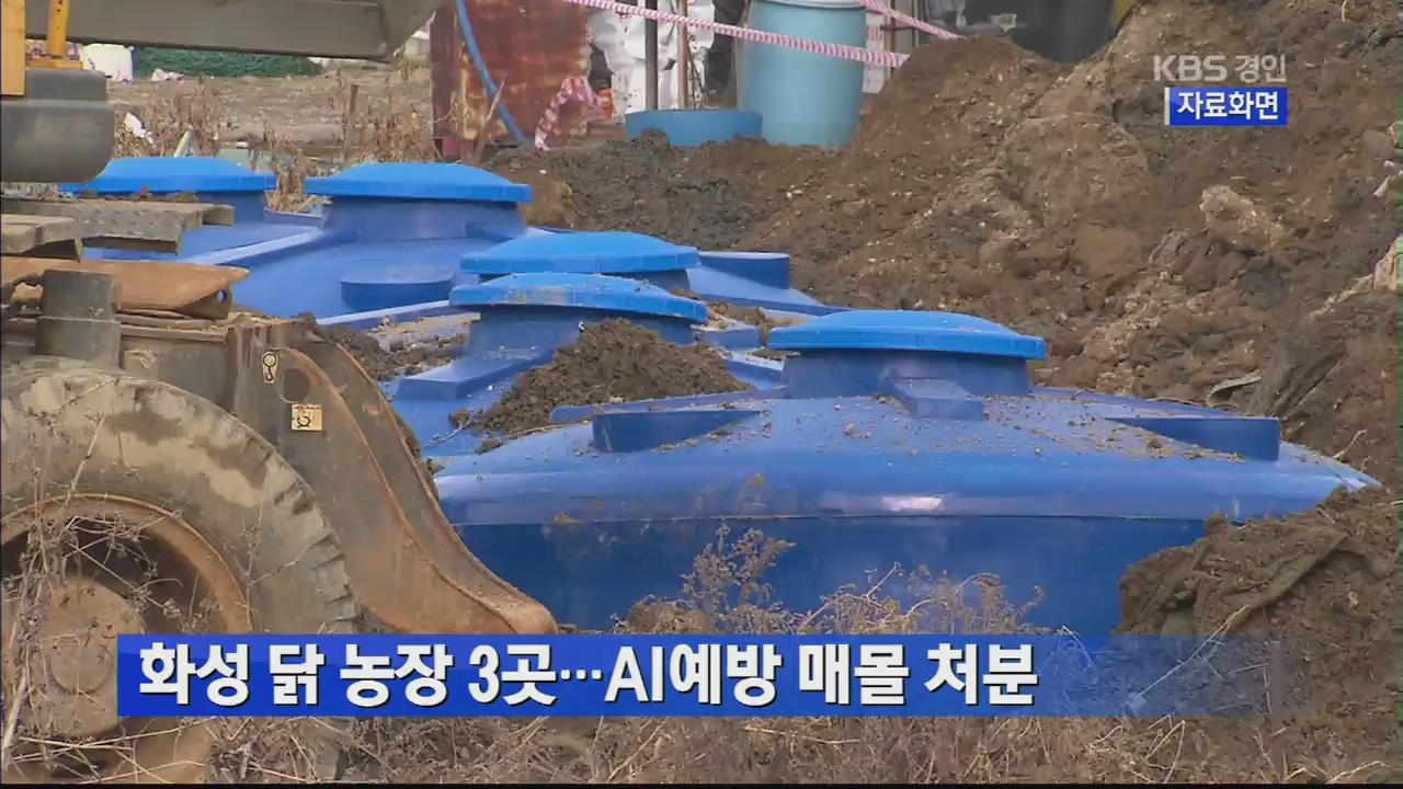 화성 닭 농장 3곳…AI예방 매몰 처분
