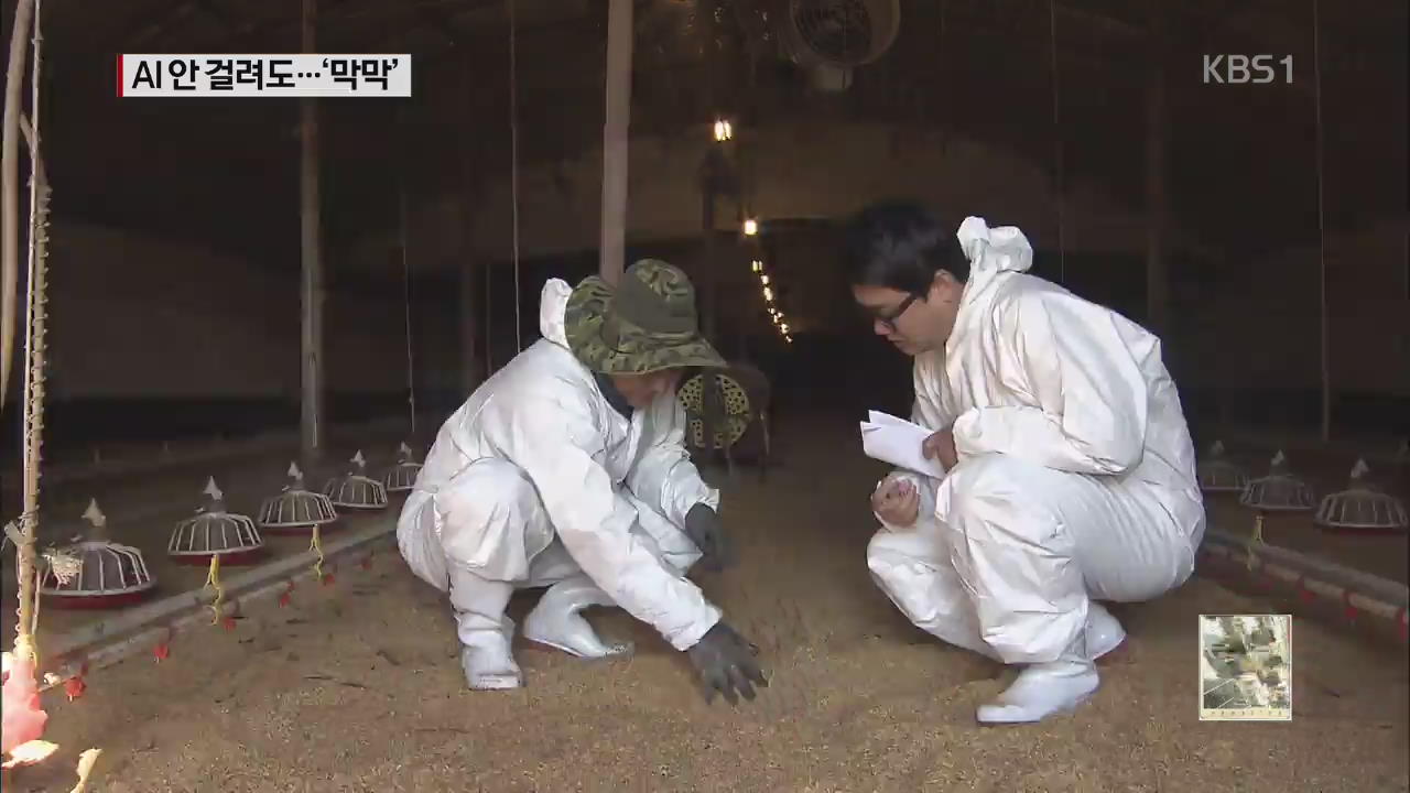 “AI 근처 농가라고”…출하 못해 피해 막심