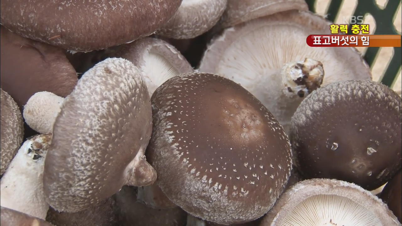[활력충전] ‘면역력 지킴이’ 표고버섯 효능은?