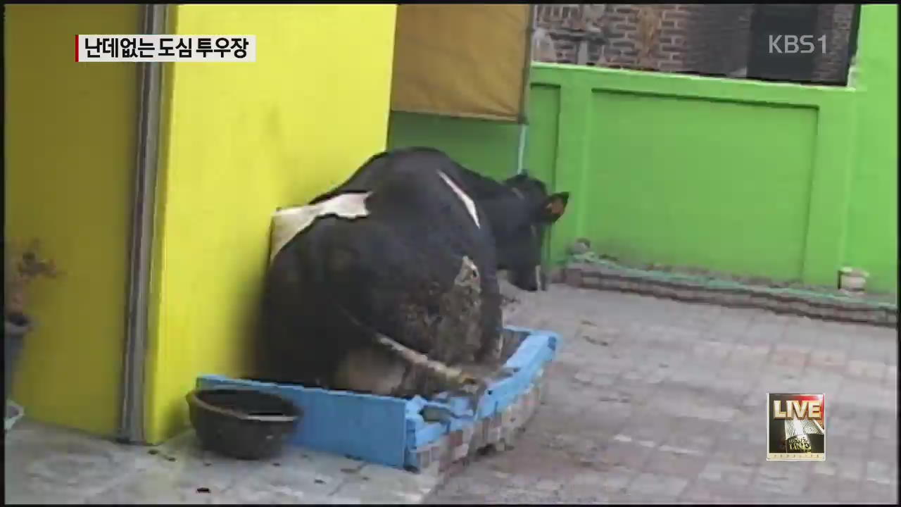 청주 도심서 젖소 난동…4명 중경상