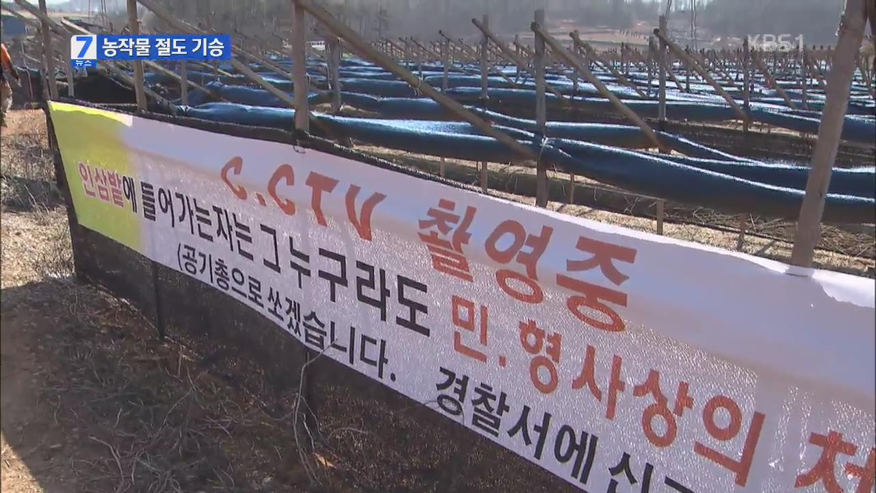 CCTV에도 농산물 절도 기승…농민 속수무책