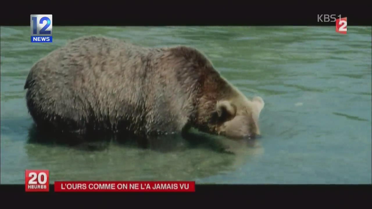 캄차카 불곰 생활 담은 자연 다큐멘터리