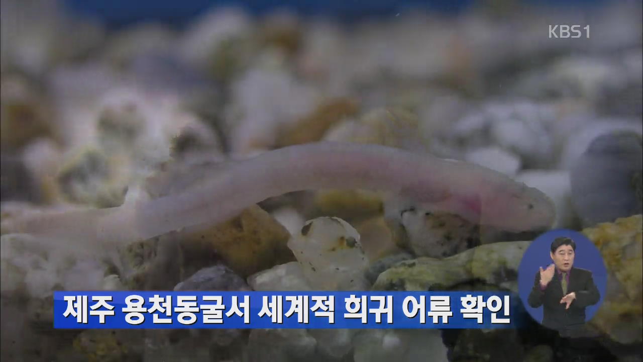 제주 용천동굴서 세계적 희귀 어류 확인