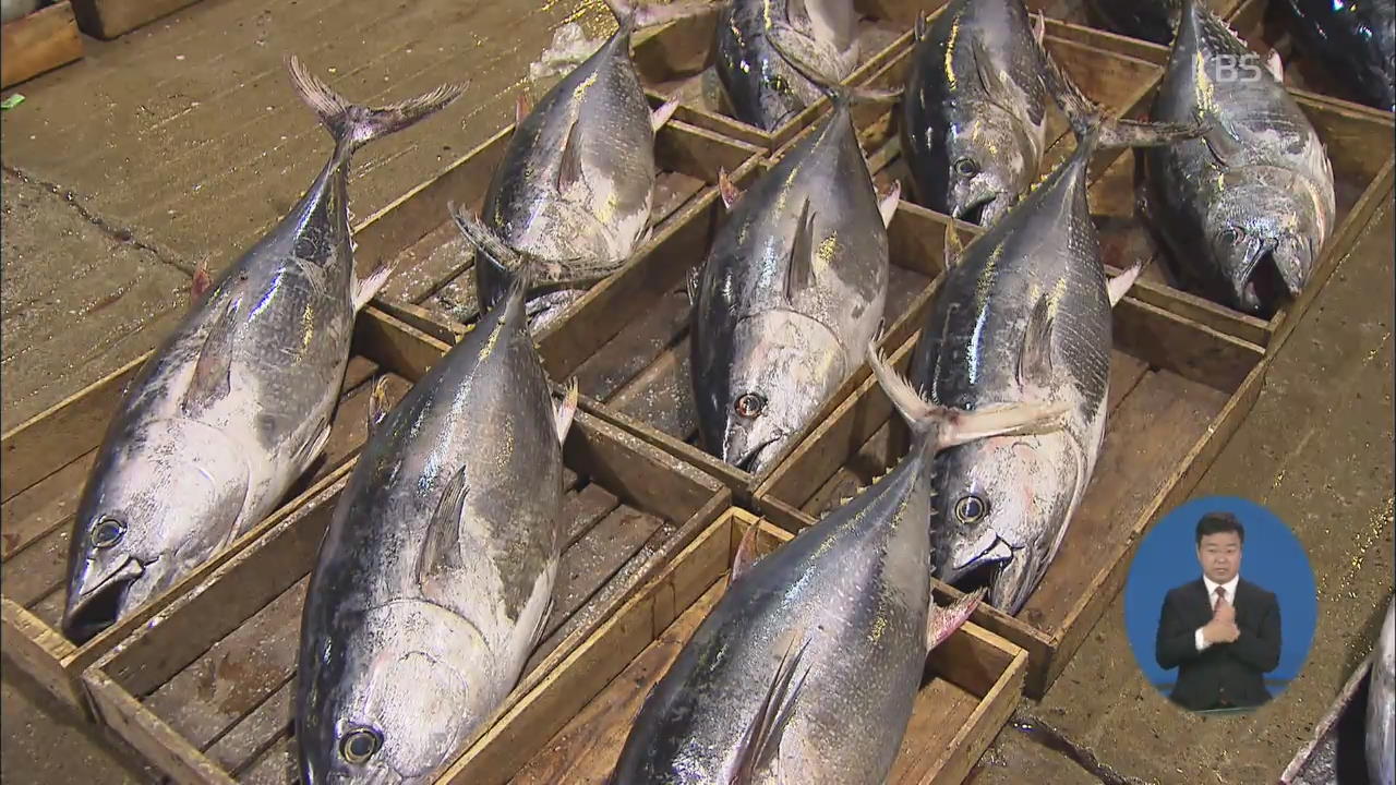 대형 참다랑어 부산 공동어시장서 대량 경매