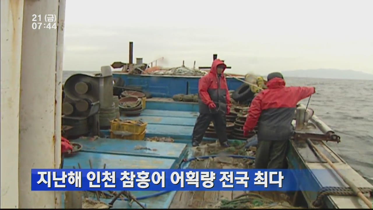 지난해 인천 참홍어 어획량 전국 최다