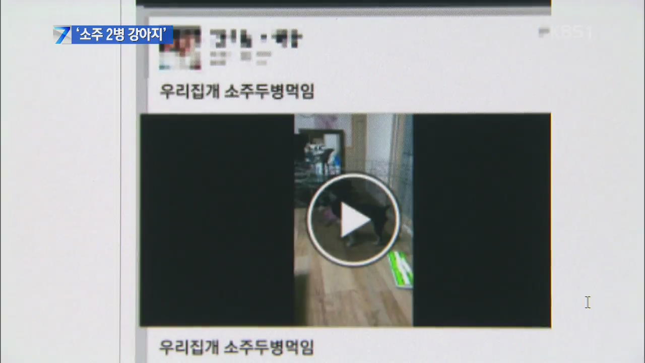 ‘강아지에 소주 2병’ 영상 확산…동물 학대 논란